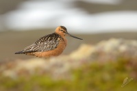 Brehous rudy - Limosa lapponica - Bar-tailed Godwit 7808